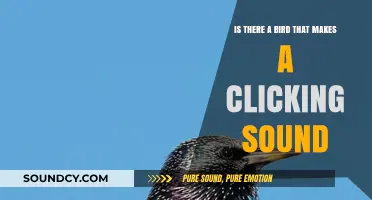 Exploring Avian Acoustics: The Mystery of the Clicking Bird