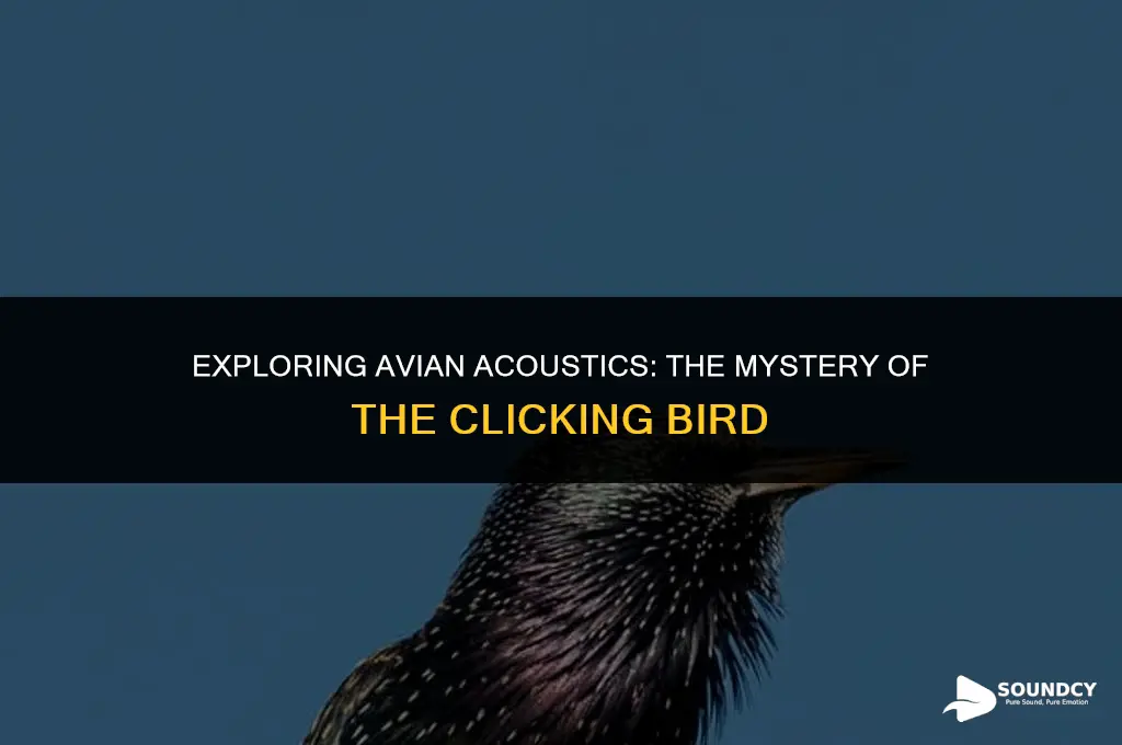is there a bird that makes a clicking sound