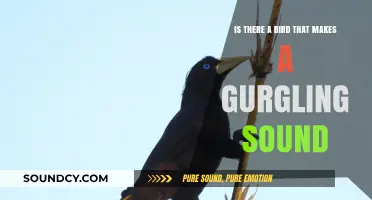 Unveiling the Mystery: Birds That Produce a Gurgling Sound