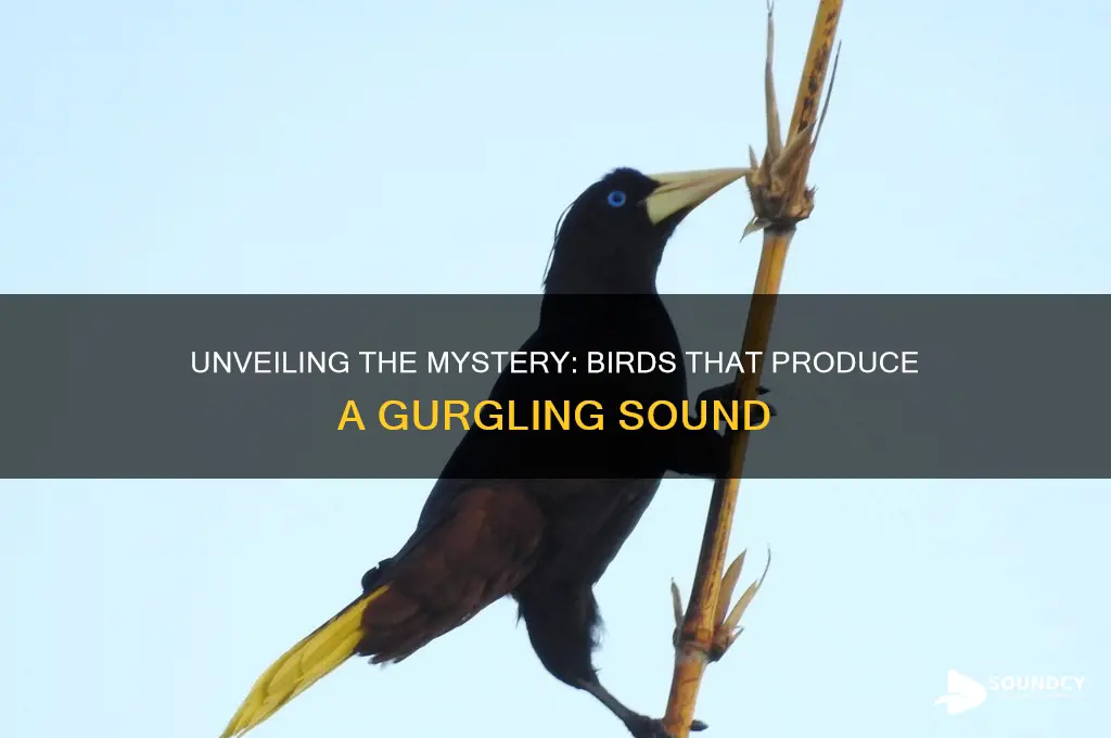 is there a bird that makes a gurgling sound