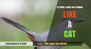 Unusual Bird Calls: Exploring the Cat-Like Sounds of Certain Species