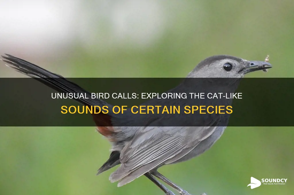 is there a bird that sounds like a cat