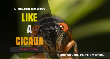 Nature's Mimic: The Bird That Sounds Like a Cicada