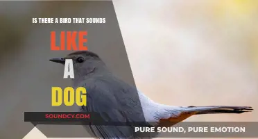 Avian Mimicry: Can Birds Really Sound Like Dogs?