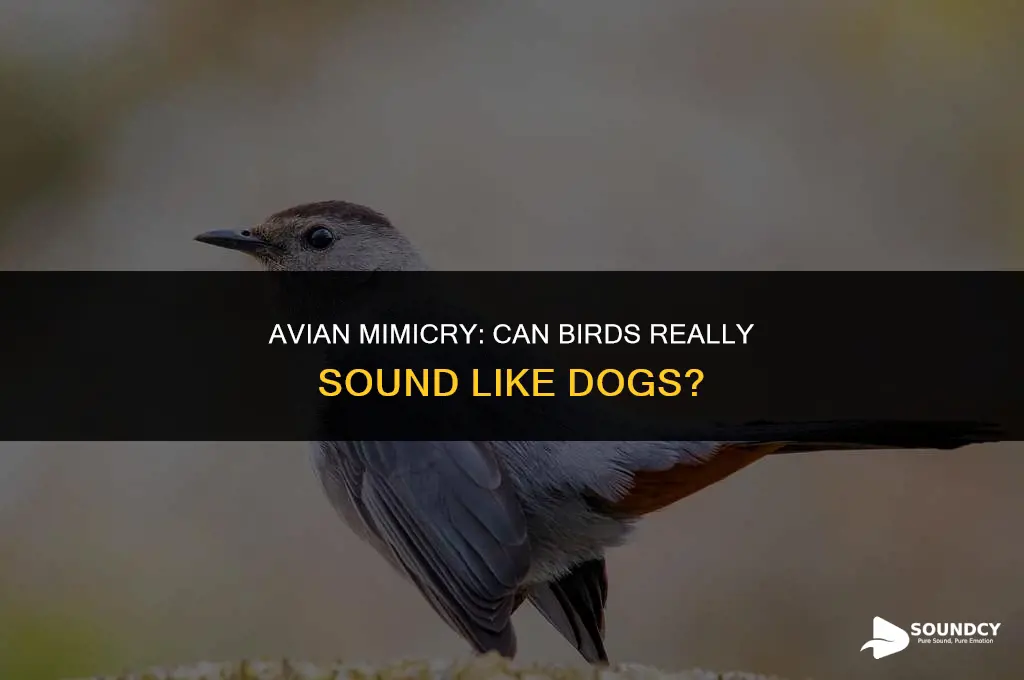 is there a bird that sounds like a dog