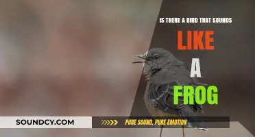 Nature's Mimicry: Exploring the Bird That Sounds Like a Frog