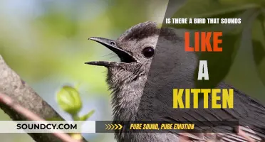 Chirps and Meows: The Quest for the Kitten-Sounding Bird