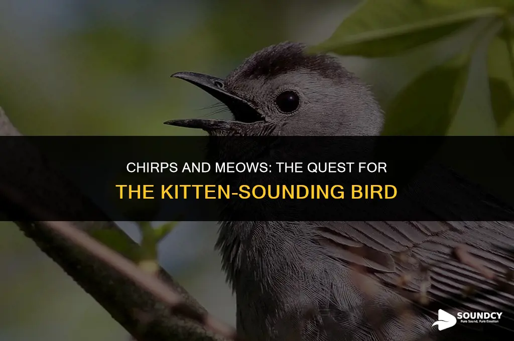 is there a bird that sounds like a kitten