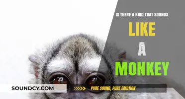 Avian Mimicry: The Fascinating World of Bird Calls That Sound Like Monkeys