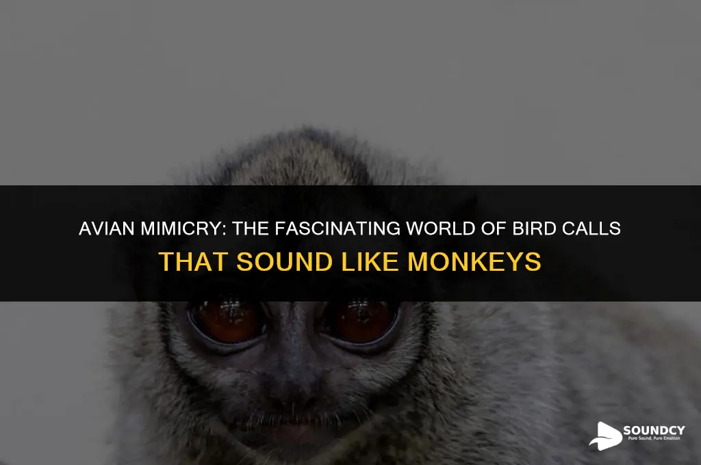 is there a bird that sounds like a monkey