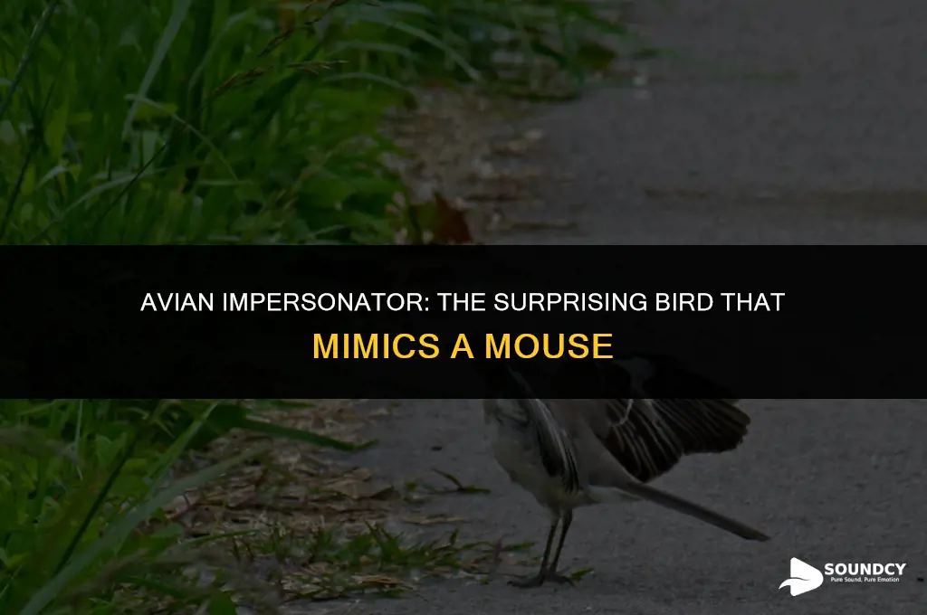 is there a bird that sounds like a mouse