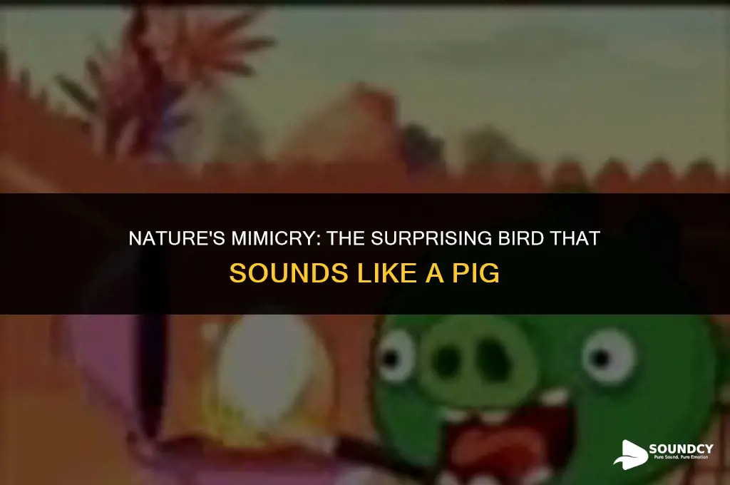 is there a bird that sounds like a pig