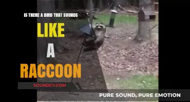 Avian Impersonator: The Quest for the Raccoon-Sounding Bird