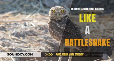 Deceptive Chirps: The Bird That Mimics a Rattlesnake's Rattle