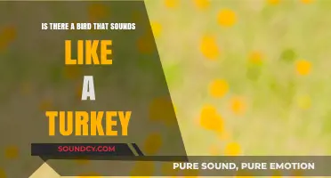 Gobble Gobble: Unraveling the Mystery of Turkey-Sounding Birds