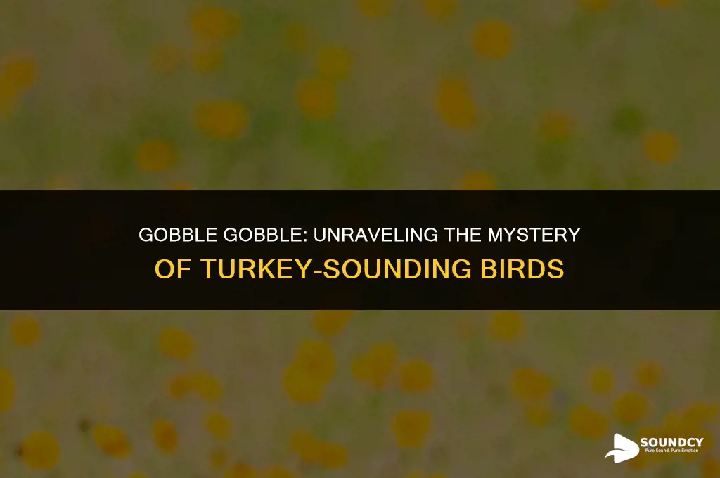 is there a bird that sounds like a turkey