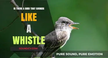 Nature's Melody: The Enigmatic Whistling Bird Revealed
