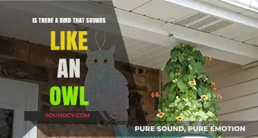 Unveiling the Mystery: Birds Mimicking Owl Calls in Nature