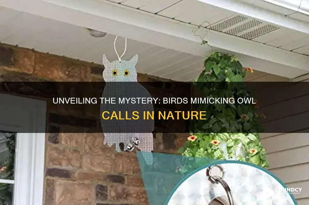 is there a bird that sounds like an owl