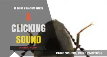 Exploring the Mystery of the Clicking Bug Sound
