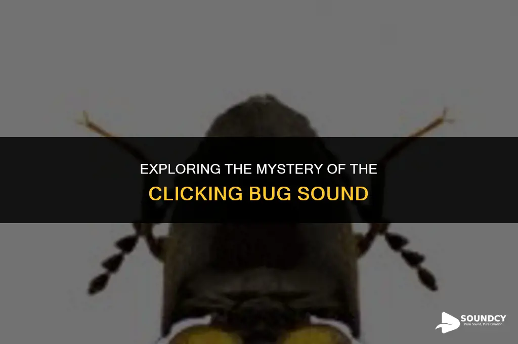 is there a bug that makes a clicking sound