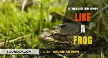 Croaking Code: Unveiling the Mystery of the Frog-Sounding Bug