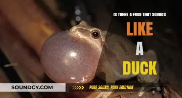 Exploring Amphibian Vocalizations: Can Frogs Quack Like Ducks?