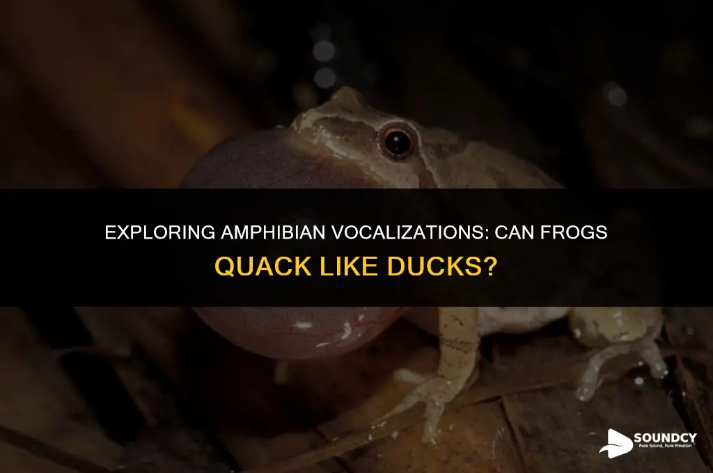is there a frog that sounds like a duck