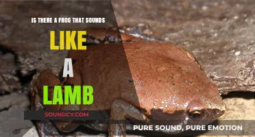 Can You Believe It? A Frog That Sounds Like a Lamb!