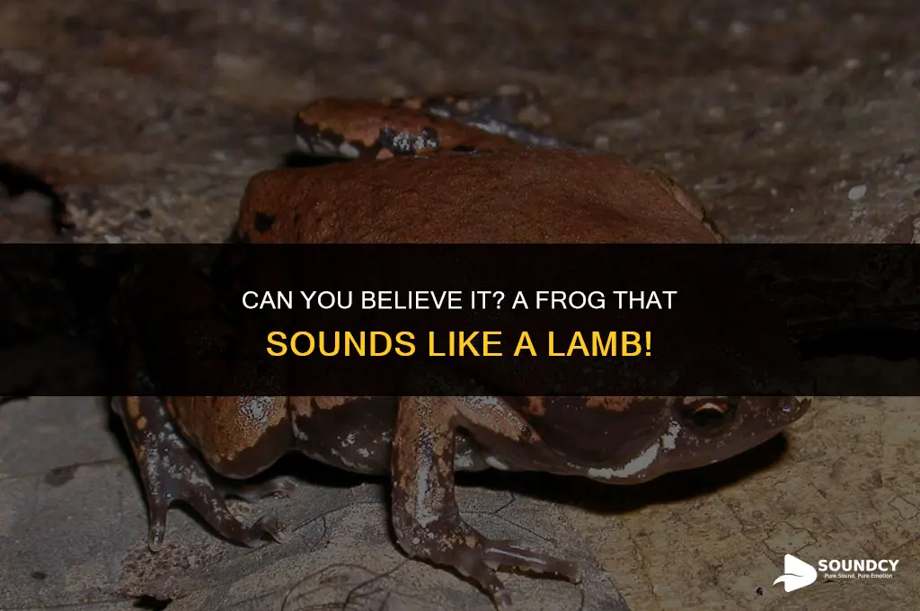 is there a frog that sounds like a lamb
