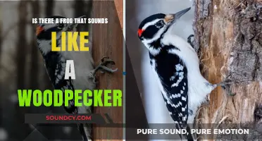 Can Frogs Mimic Woodpeckers? An Exploration of Amphibian Vocalizations