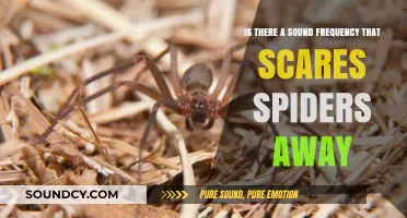 Sonic Spider Repellent: Myth or Reality?