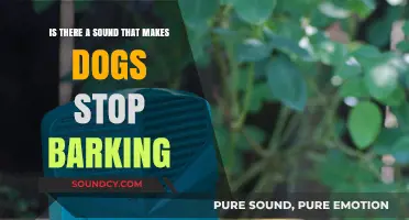 The Mysterious Sonic Solution: Can a Specific Sound Silence Barking Dogs?