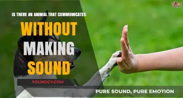 Silent Conversations: Exploring the World of Non-Vocal Animal Communication