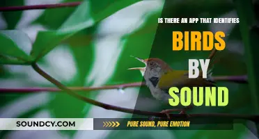 Discover the Best Bird Sound Identification Apps: A Comprehensive Guide