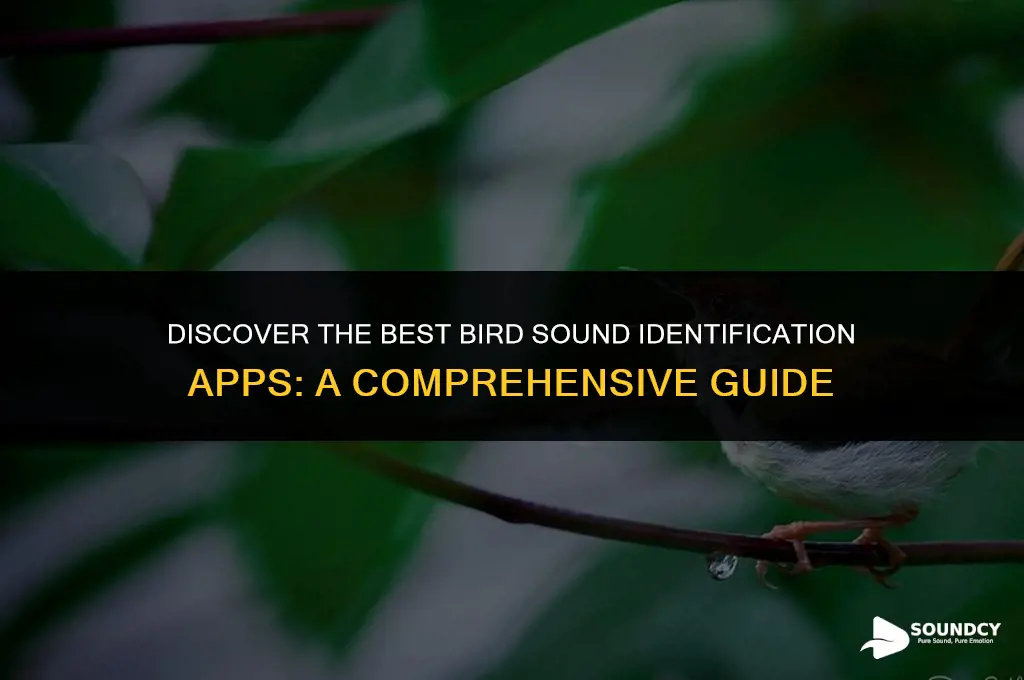 is there an app that identifies birds by sound