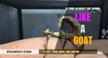 Nature's Mimicry: The Surprising Insect That Sounds Like a Goat