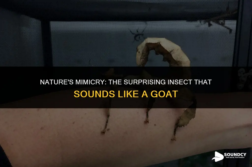 is there an insect that sounds like a goat