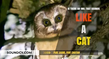 Hoots and Meows: Unraveling the Mystery of Owl-Cat Sounds
