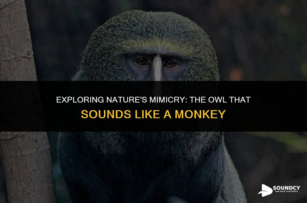 is there an owl that sounds like a monkey