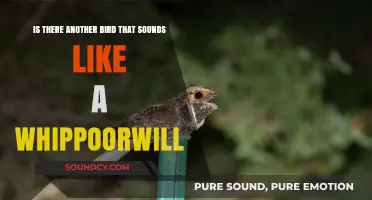 Echoes of the Whippoorwill: Discovering Similar Bird Songs