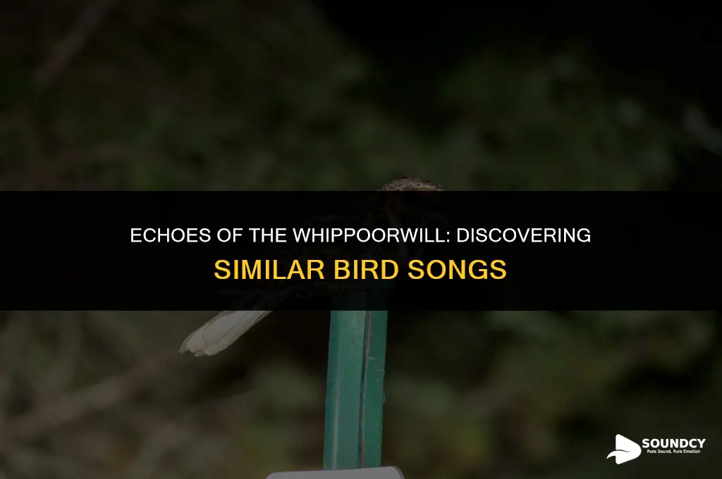 is there another bird that sounds like a whippoorwill