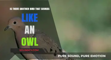Exploring Avian Acoustics: Owl-like Sounds in Other Birds