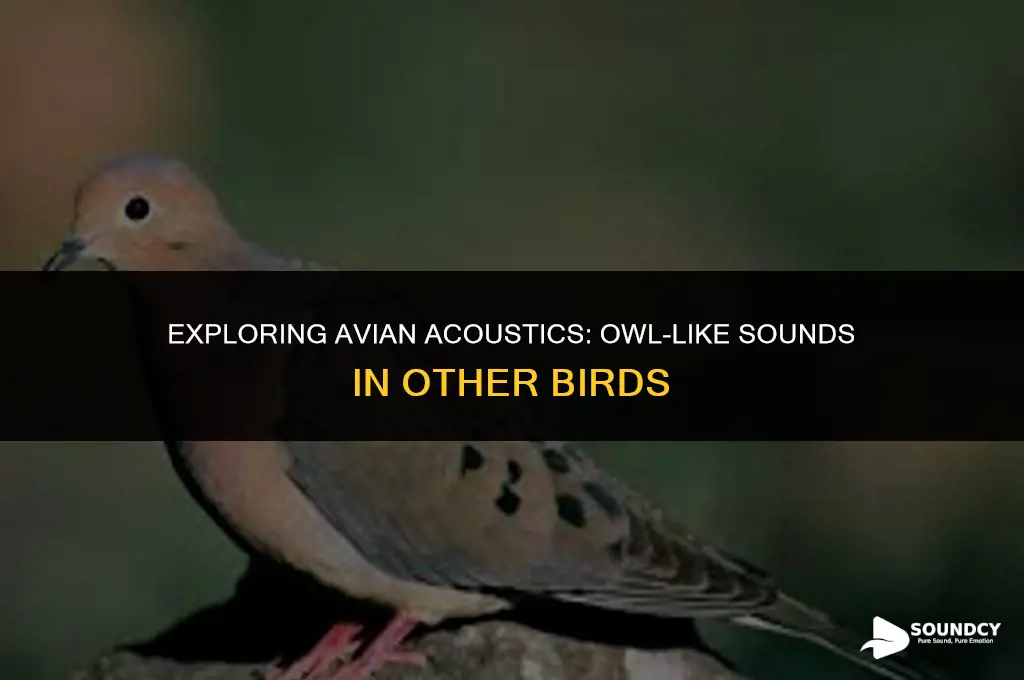 is there another bird that sounds like an owl