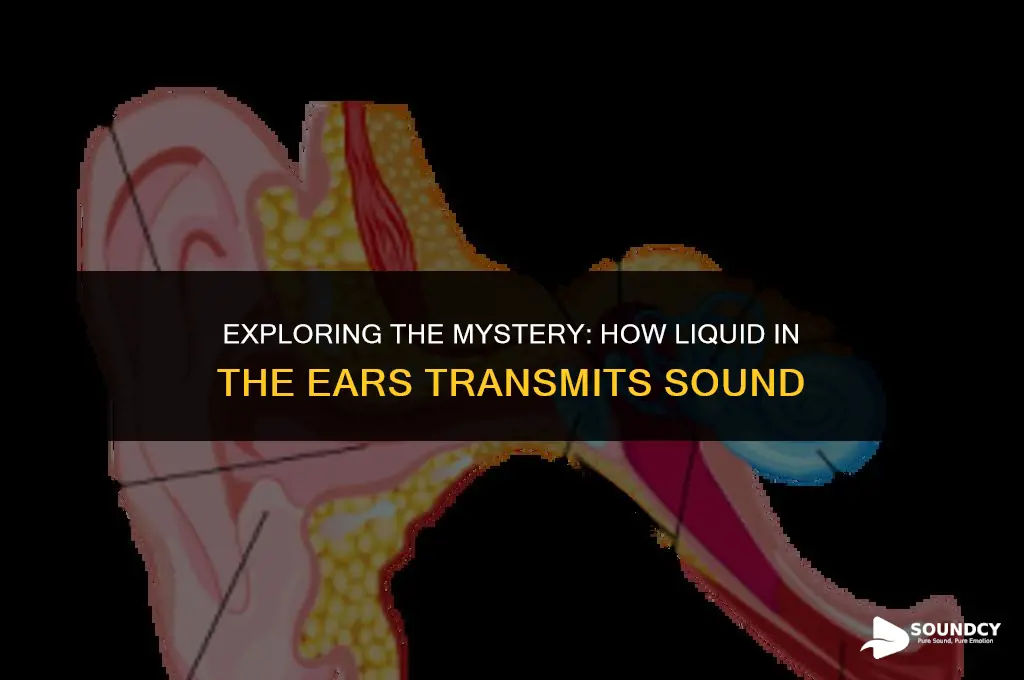 is there liquid in the ears to teansmit sound
