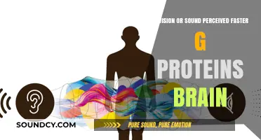 Exploring Perception: The Speed of Vision vs. Sound in the Brain