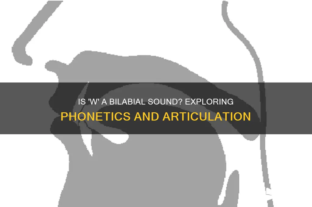 is w a bilabial sound