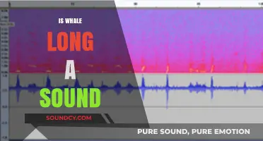 Is Whale Song a Sound? Exploring the Mysteries of Cetacean Communication
