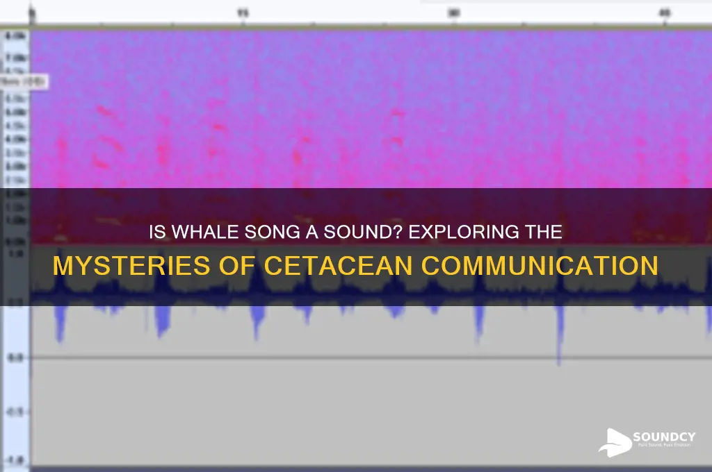 is whale long a sound
