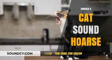 Is Your Cat's Hoarse Meow Normal or a Health Concern?